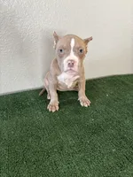 Female #2, a female American Bully for sale in Las Vegas, NV – Photo 1 of 2