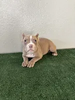 Female #2, a female American Bully for sale in Las Vegas, NV – Photo 2 of 2