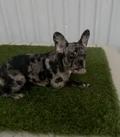 Female 1, a female French Bulldog for sale in Katy, TX – 3 of 4