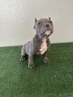 Female #3, a female American Bully for sale in Las Vegas, NV – Photo 2 of 3