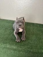 Female #3, a female American Bully for sale in Las Vegas, NV – Photo 3 of 3