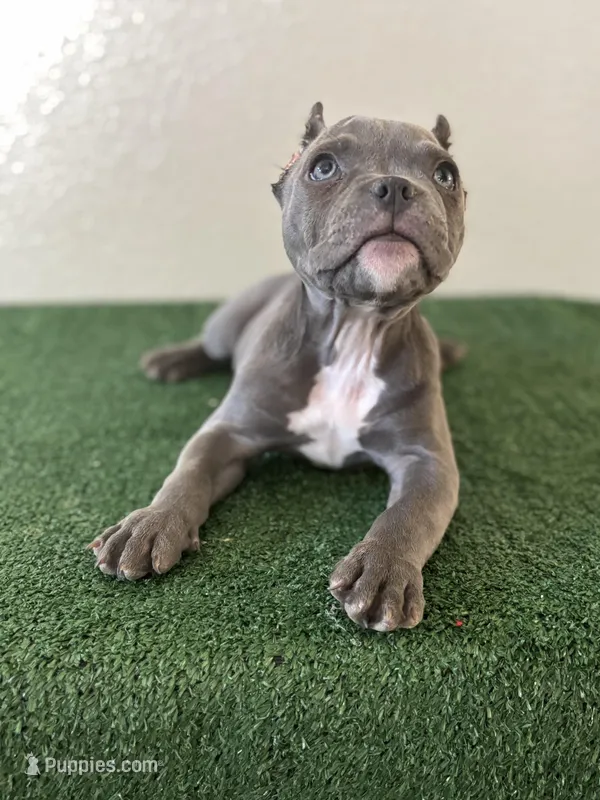 Female #3 – American Bully puppy for sale in Las Vegas, NV