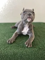 Female #3, a female American Bully for sale in Las Vegas, NV – Photo 1 of 3