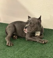 Female #3, a female American Bully for sale in Las Vegas, NV – 4 of 4