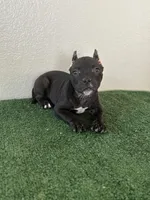 Female #5, a female American Bully for sale in Las Vegas, NV – Photo 3 of 3