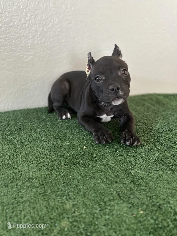 Female #5 – American Bully puppy for sale in Las Vegas, NV
