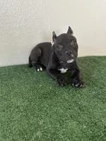 Female #5, a female American Bully for sale in Las Vegas, NV – Photo 1 of 3