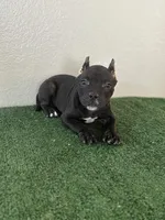 Female #5, a female American Bully for sale in Las Vegas, NV – Photo 2 of 3