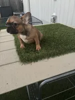 Male 2, a male French Bulldog for sale in Katy, TX – 6 of 8