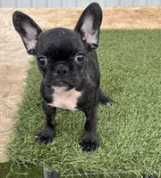 Female 1, a female French Bulldog for sale in Houston, TX – 2 of 4
