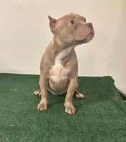 Female #1, a female American Bully for sale in Las Vegas, NV – 2 of 6