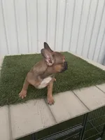 Male 2, a male French Bulldog for sale in Katy, TX – 3 of 8