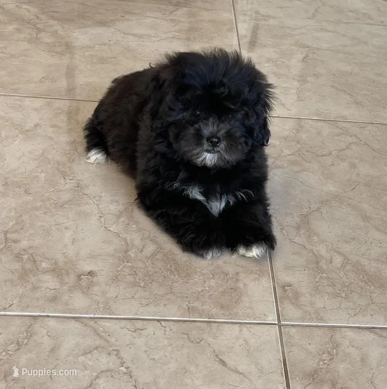 Green Collar  – Shihpoo puppy for sale in Bay City, TX