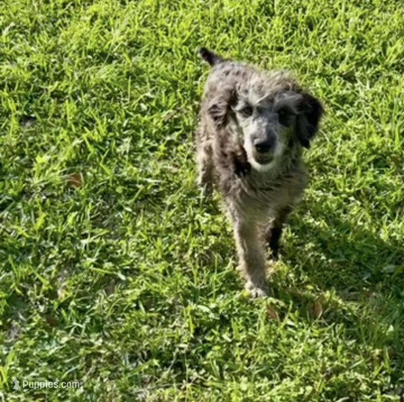 Trot & Levi – Miniature Aussiedoodle puppy for sale in Bay City, TX