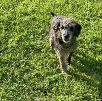  Trot & Levi, a male Miniature Aussiedoodle for sale in Bay City, TX – 1 of 2