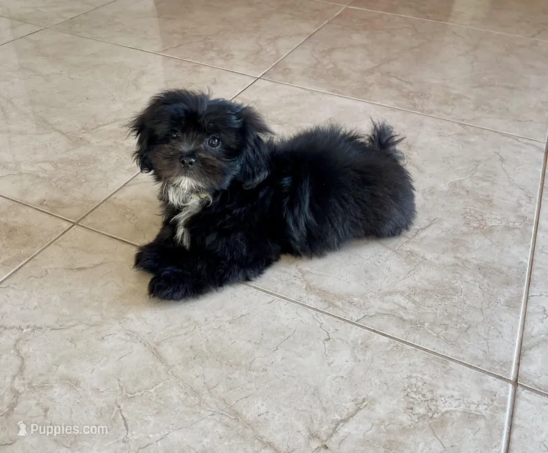 Yellow Heart – Shihpoo puppy for sale in Bay City, TX
