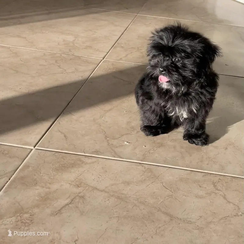 Orange Collar, a male Shihpoo for sale in Bay City, TX – Photo 1 of 1