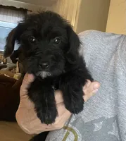 Lucy, a female Miniature Aussiedoodle for sale in Bay City, TX – Photo 1 of 2