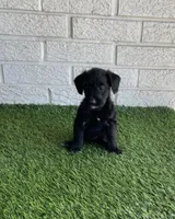 Lucy, a female Miniature Aussiedoodle for sale in Bay City, TX – Photo 2 of 2