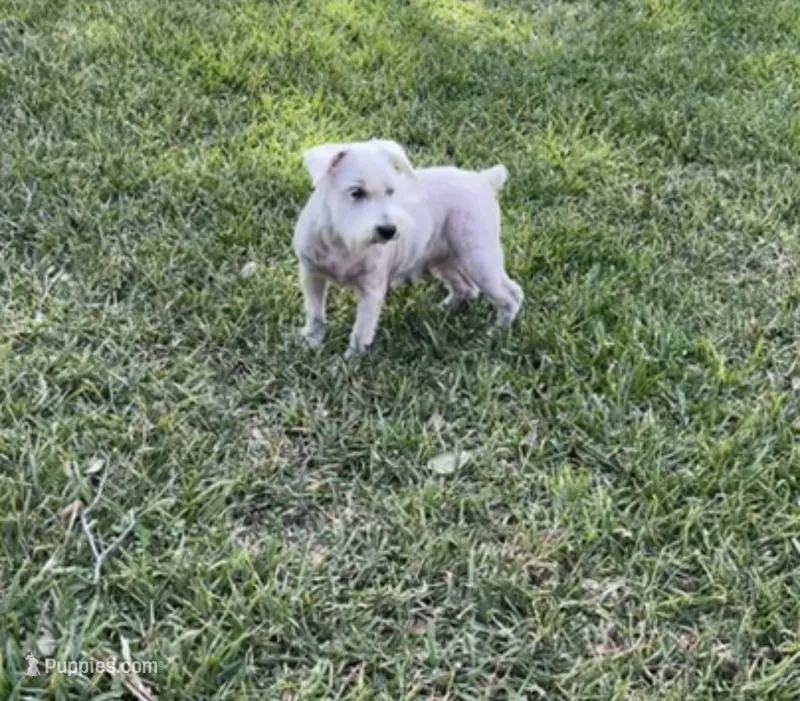Aspen – Miniature Schnauzer puppy for sale in Bay City, TX