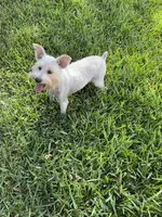 Aspen & Laci, a female Miniature Schnauzer for sale in Bay City, TX – 2 of 2