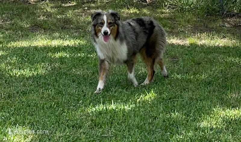 Jack – Australian Shepherd puppy for sale in Bay City, TX