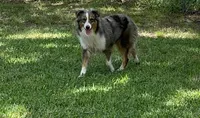 Jack, a male Australian Shepherd for sale in Bay City, TX – 1 of 1