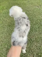 Ace, a male Miniature Aussiedoodle for sale in El Campo, TX – 2 of 3