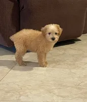 Lizzy, a female Miniature Aussiedoodle for sale in Bay City, TX – Photo 1 of 2
