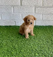 Lizzy, a female Miniature Aussiedoodle for sale in Bay City, TX – Photo 2 of 2