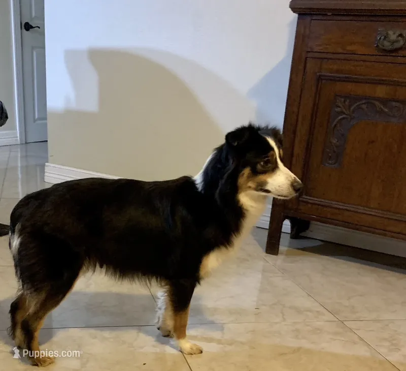 Skye – Australian Shepherd puppy for sale in Bay City, TX