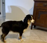 Skye, a female Australian Shepherd for sale in Bay City, TX – 1 of 1