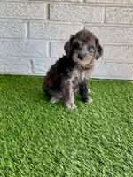 Linc, a male Miniature Aussiedoodle for sale in Bay City, TX – Photo 2 of 2
