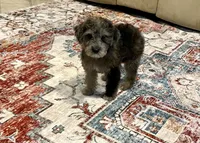 Linc, a male Miniature Aussiedoodle for sale in Bay City, TX – Photo 1 of 2