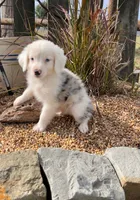 Ace, a male Miniature Aussiedoodle for sale in El Campo, TX – 1 of 3