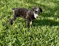  Trot & Levi, a male Miniature Aussiedoodle for sale in Bay City, TX – 2 of 2