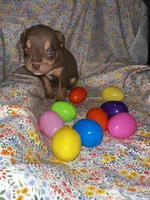 Tri girl, a female American Bully for sale in Mc Clure, OH – Photo 2 of 2