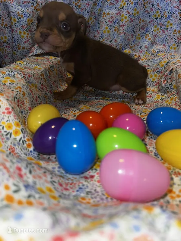 Tri girl – American Bully puppy for sale in Mc Clure, OH