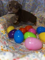 Tri girl, a female American Bully for sale in Mc Clure, OH – Photo 1 of 2