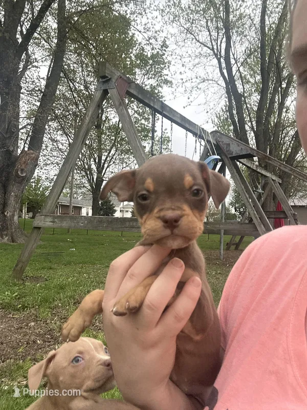Tri girl – American Bully puppy for sale in Mc Clure, OH