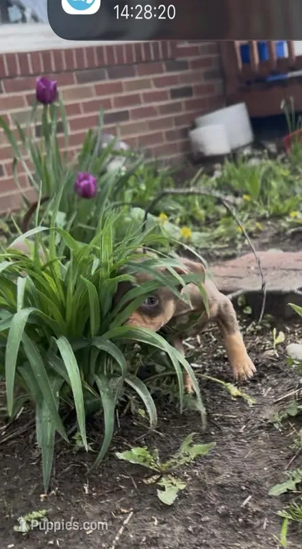 Tri girl – American Bully puppy for sale in Mc Clure, OH