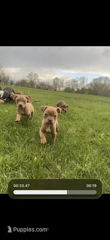 Little fawn girl  – American Bully puppy for sale in Mc Clure, OH