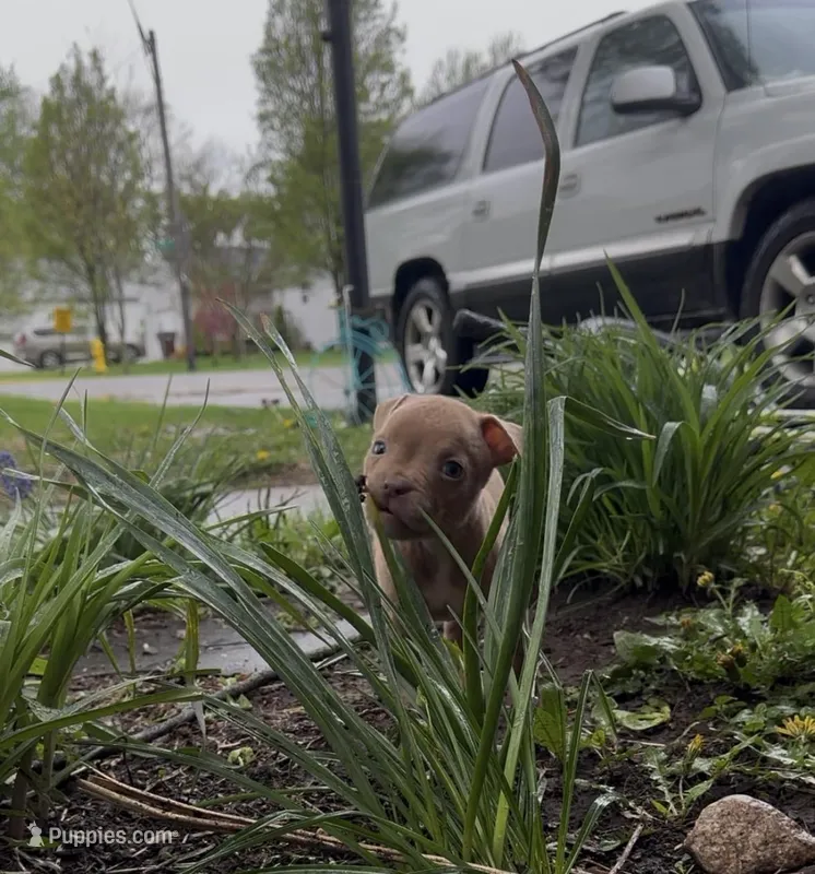 Little fawn girl  – American Bully puppy for sale in Mc Clure, OH