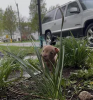 Little fawn girl , a female American Bully for sale in Mc Clure, OH – 3 of 10