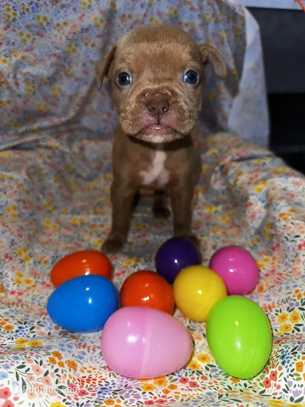 Little fawn girl  – American Bully puppy for sale in Mc Clure, OH