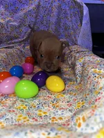 Little fawn girl , a female American Bully for sale in Mc Clure, OH – Photo 2 of 2