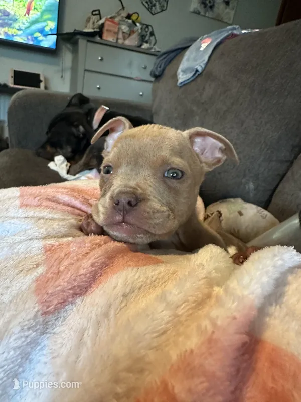 Little fawn girl  – American Bully puppy for sale in Mc Clure, OH