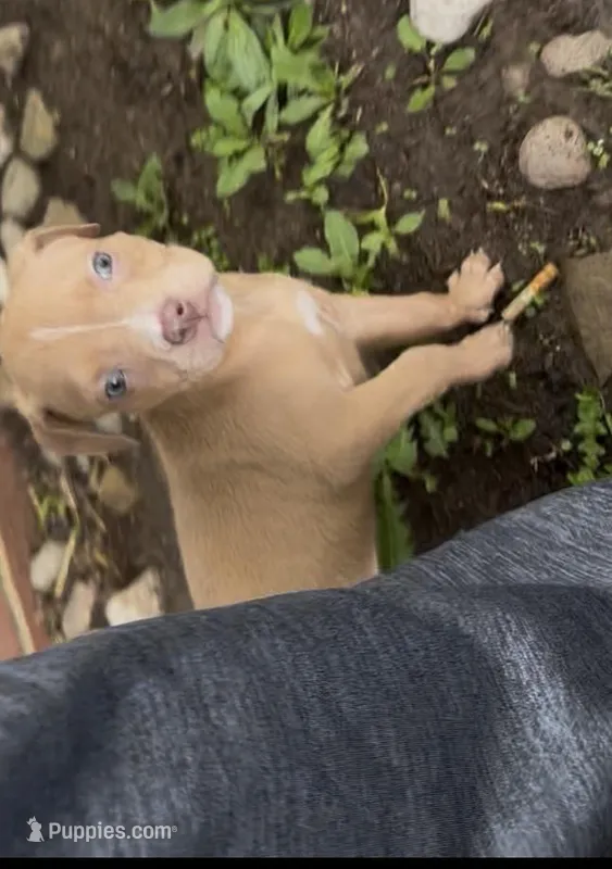 Fawn girl with white stripe – American Bully puppy for sale in Mc Clure, OH