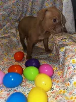 Fawn girl with white stripe, a female American Bully for sale in Mc Clure, OH – Photo 2 of 2