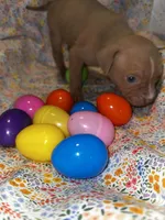 Fawn girl with white stripe, a female American Bully for sale in Mc Clure, OH – Photo 1 of 2